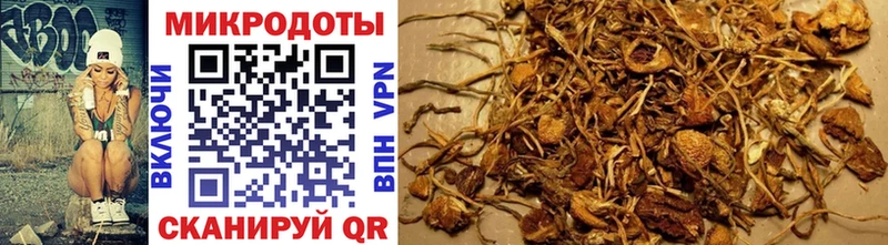 наркотики  Краснослободск  Псилоцибиновые грибы Cubensis 